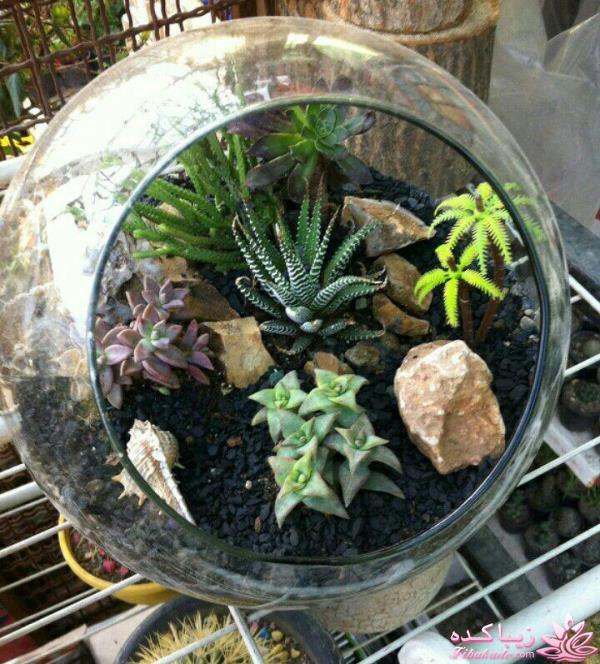 تراریوم های رومیزی 